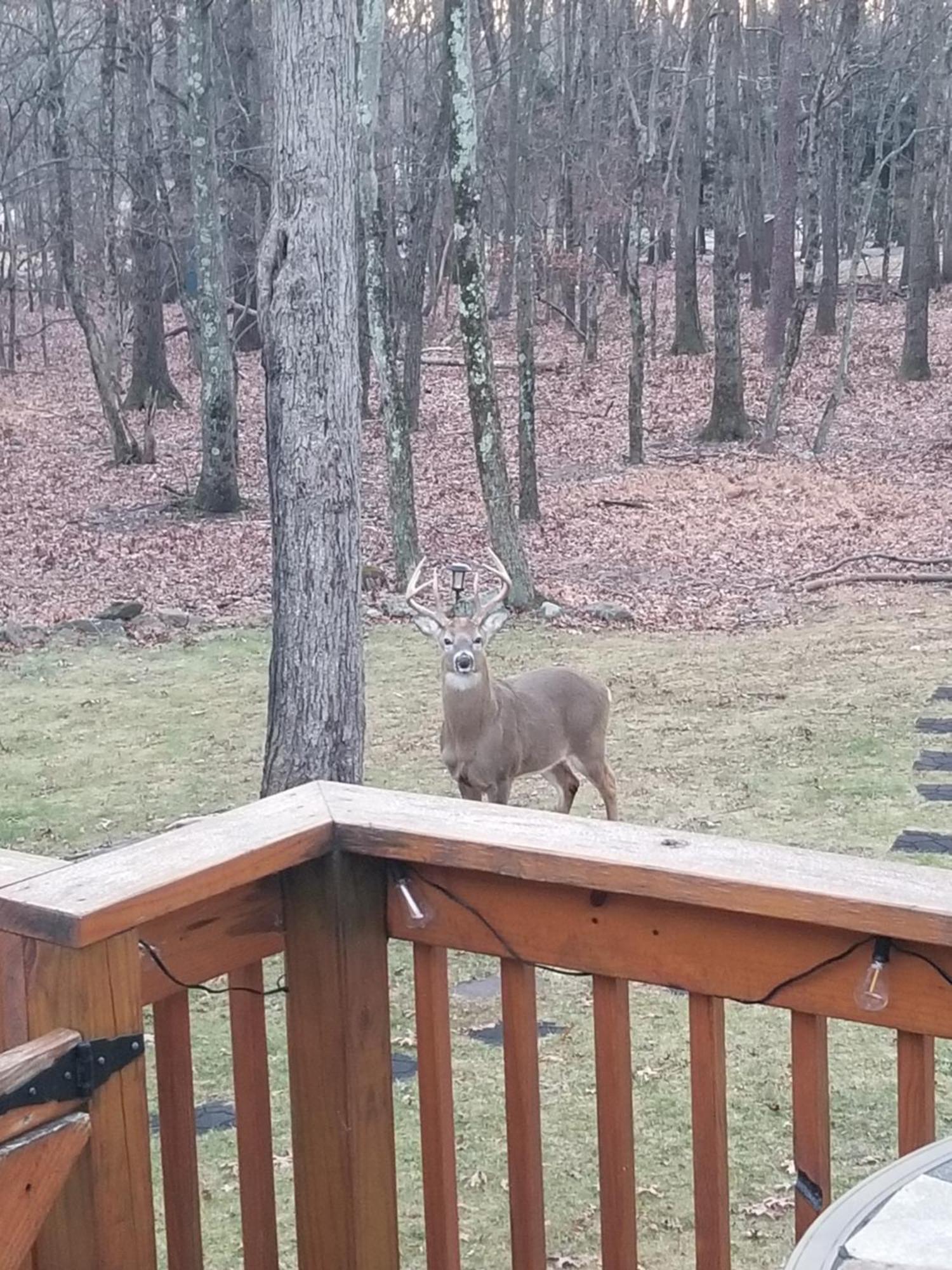 Serenity And Fun All In One In This Cozy Pocono Cabin جيم ثورب المظهر الخارجي الصورة